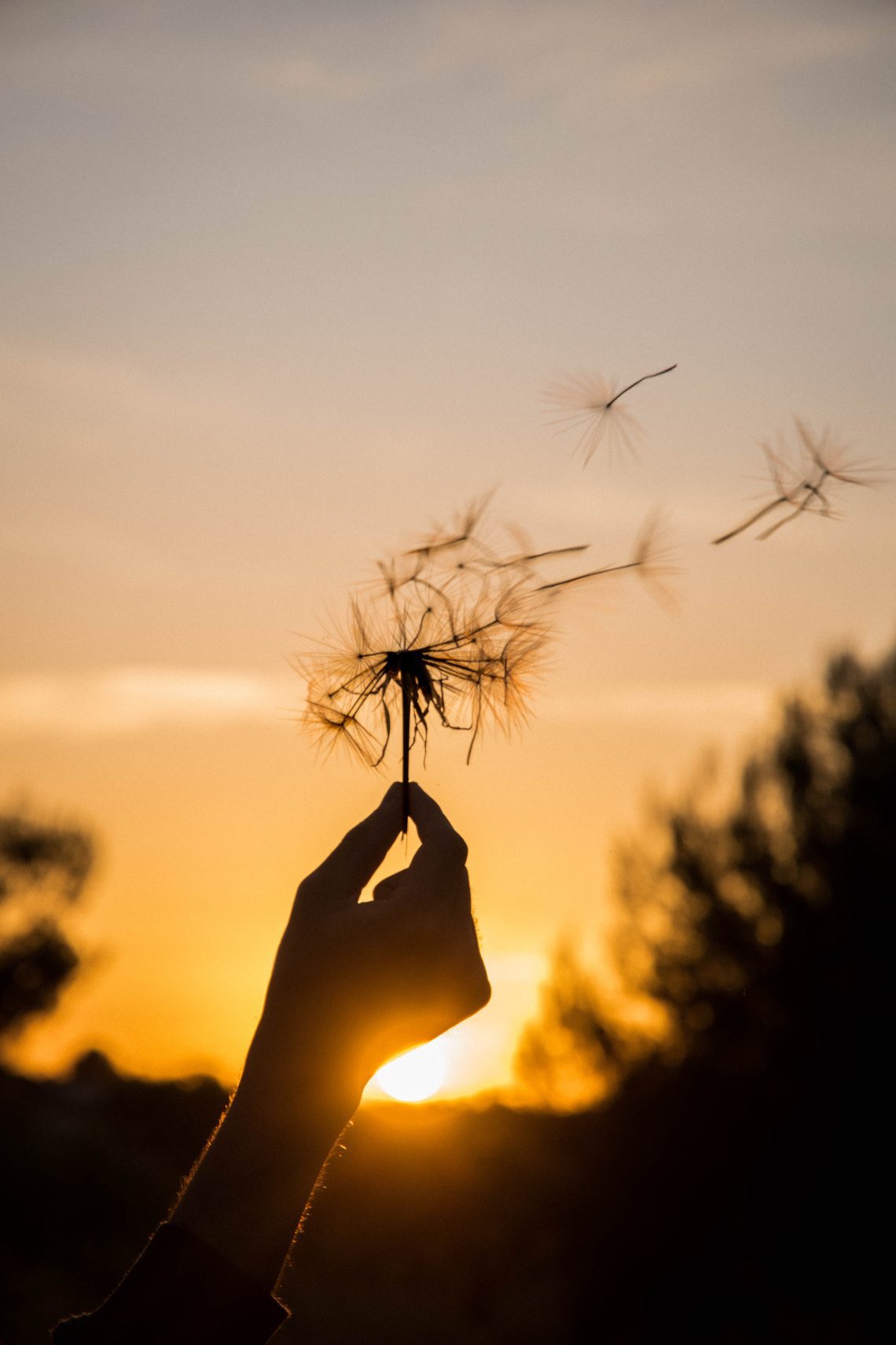 Seeds of dharma blowing on the wind