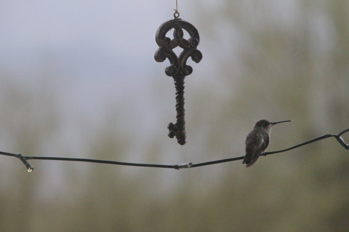 Hummingbird on wire, sitting next to a dangling skeleton key.