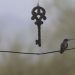 Hummingbird on wire, sitting next to a dangling skeleton key.