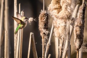 Welcome to the Revolution! Hummingbird in the cattails.